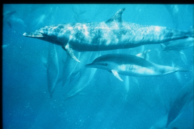 The eco-label that started it all, and why it will never go away 