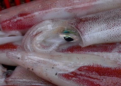Sharp advance in exports of frozen, fresh, live squid to France