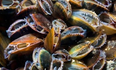 GAA releases BAP mussel standards