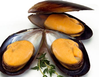 Worrying mussel export fall