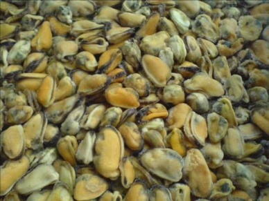 Significant increase in mussel export volume and value