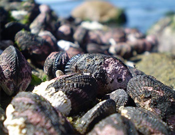 Chile: Mussel exports record slight rise