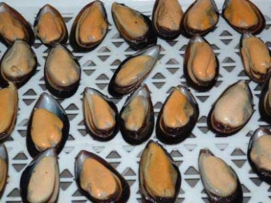 Chilean mussel export values rise 60% in 2013 on higher volumes