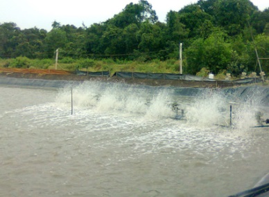 Nam Can strengthening disease control on farmed shrimp