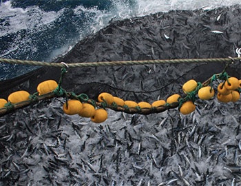 2012 pelagic exports fall year-on-year