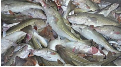 Norwegian fresh fish exports to EU surge