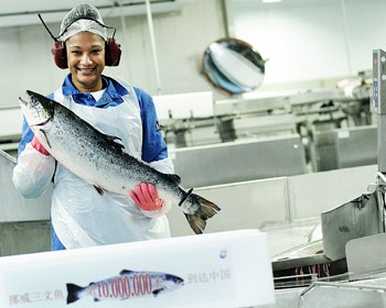 Better prices lead to record salmon exports in August 