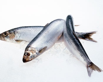 Pelagic fish exports rise