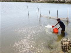 Planning for brackish water aquaculture