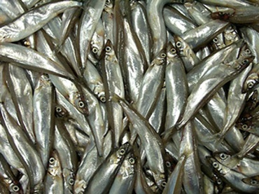 Fishing decline in Russia slows to 16.5%