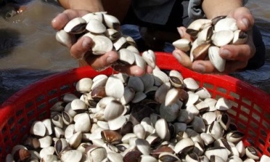 Ho Chi Minh City: clam production sky rockets 