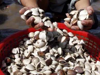 Bivalve mollusk exports reported good growth  