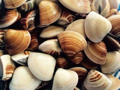 Bivalve mollusks exports to Japan increase 