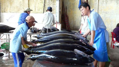 Phu Yen: Sharp increase in tuna catch