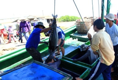 Khanh Hoa fishermen begin 2015 new catch