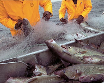 Seafood exports rise by 25pc in May
