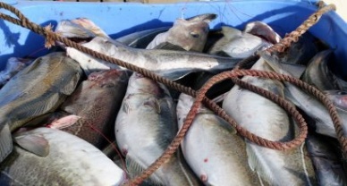 H1 seafood exports reach new record