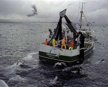Pelagic fish exports up in January