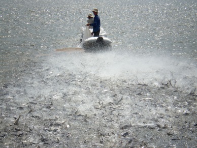 Solutions for sustainable aquaculture development in Mekong Delta