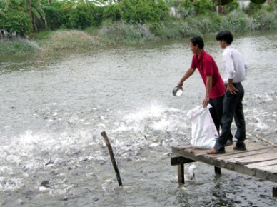 Tien Giang: Supporting farmers to achieve VietGAP certification