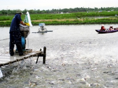 Vinh Long: Down in pangasius stocking area 