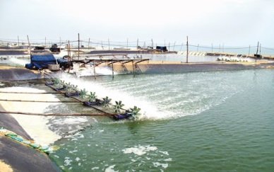 Kien Giang to boost shrimp production in 2017