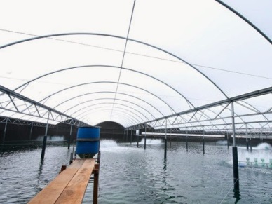 High technology applied for shrimp development in Bac Lieu province