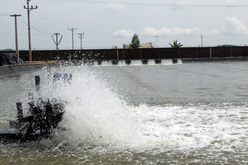 Ca Mau: Over 237,000 MT worth of aquaculture production