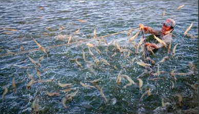 Aquaculture Jan-Sep 2014 up 4.9% Y-o-Y, pangasius farming area downed while shrimp farming upped
