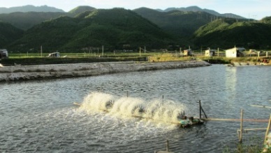 Binh Thuan: Aquaculture output reached 1,305 MT in Oct 2016