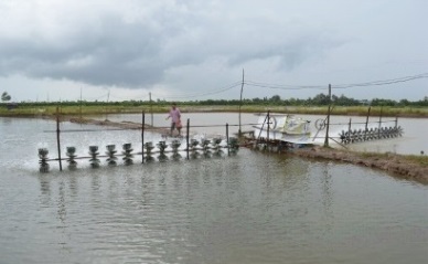 Ho Chi Minh City: Fishery production total 57,000 MT in 2016