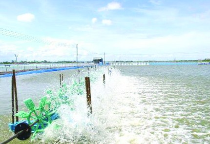 Enterprises paid high shrimp price to support farmers