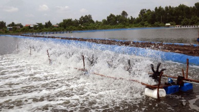 Binh Dinh: Production of white leg shrimp rose by 47%
