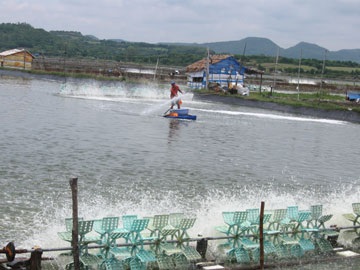 Ca Mau seeks to reduce climate change’s affect on shrimp farming
