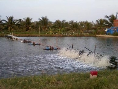 Ben Tre targets 2 percent growth in agro-forestry-fishery in 2017