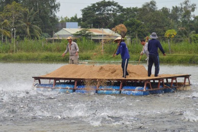Vinh Long: Boost linkage in production and consumption of pangasius