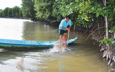 Organic shrimp farming: Good approach for economic development in Ca Mau 