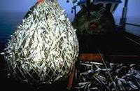 Overfishing costs EU £2.7b annually

