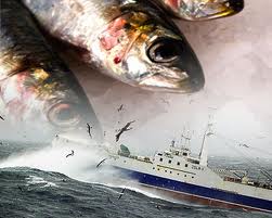 Bigeye tuna overfishing continues: Report