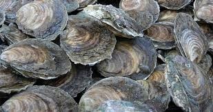 Virginia suffers first Vibrio parahaemolyticus outbreak from Fishermen