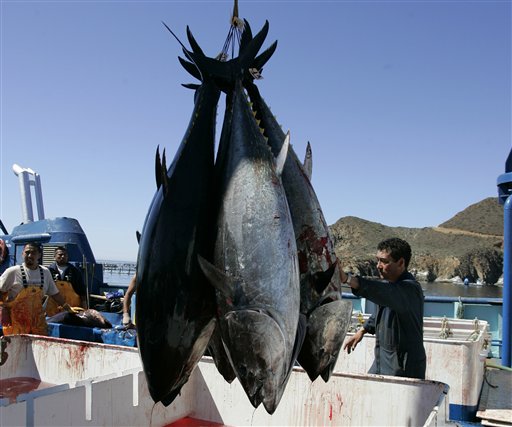 IATTC introduces catch quota of Pacific bluefin tuna