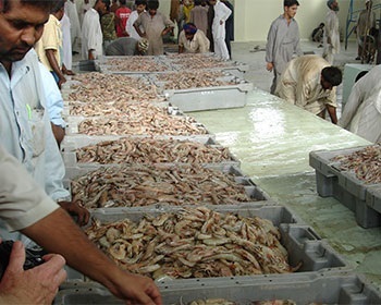 Prices up as fish stock shortages hurt Pakistan fisheries 