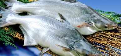 NFI continues push to repeal new catfish regulation