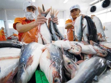 Up 57% in Vietnam pangasius exports to Brazil 