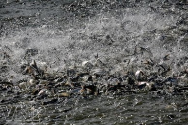 National Technical Standards on conditions for shrimp and pangasius