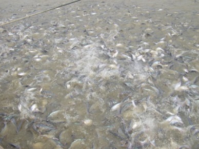 Tien Giang: Rebound in seafood exports in early 2014