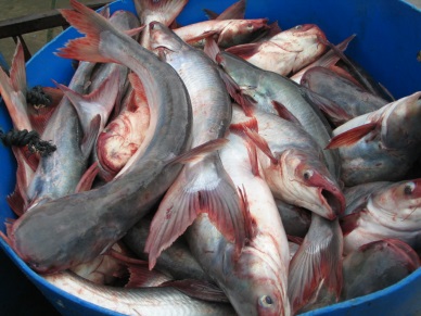 Dong Thap: sustainable development for pangasius  