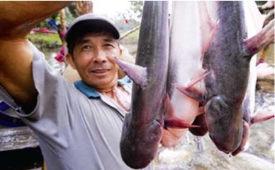 Vietnam pangasius production on downward
