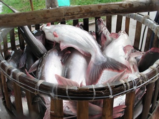 Conference on pangasius production and consumption in Mekong Delta