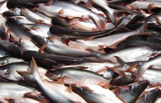 Catfish program could sink US-Pacific trade deal